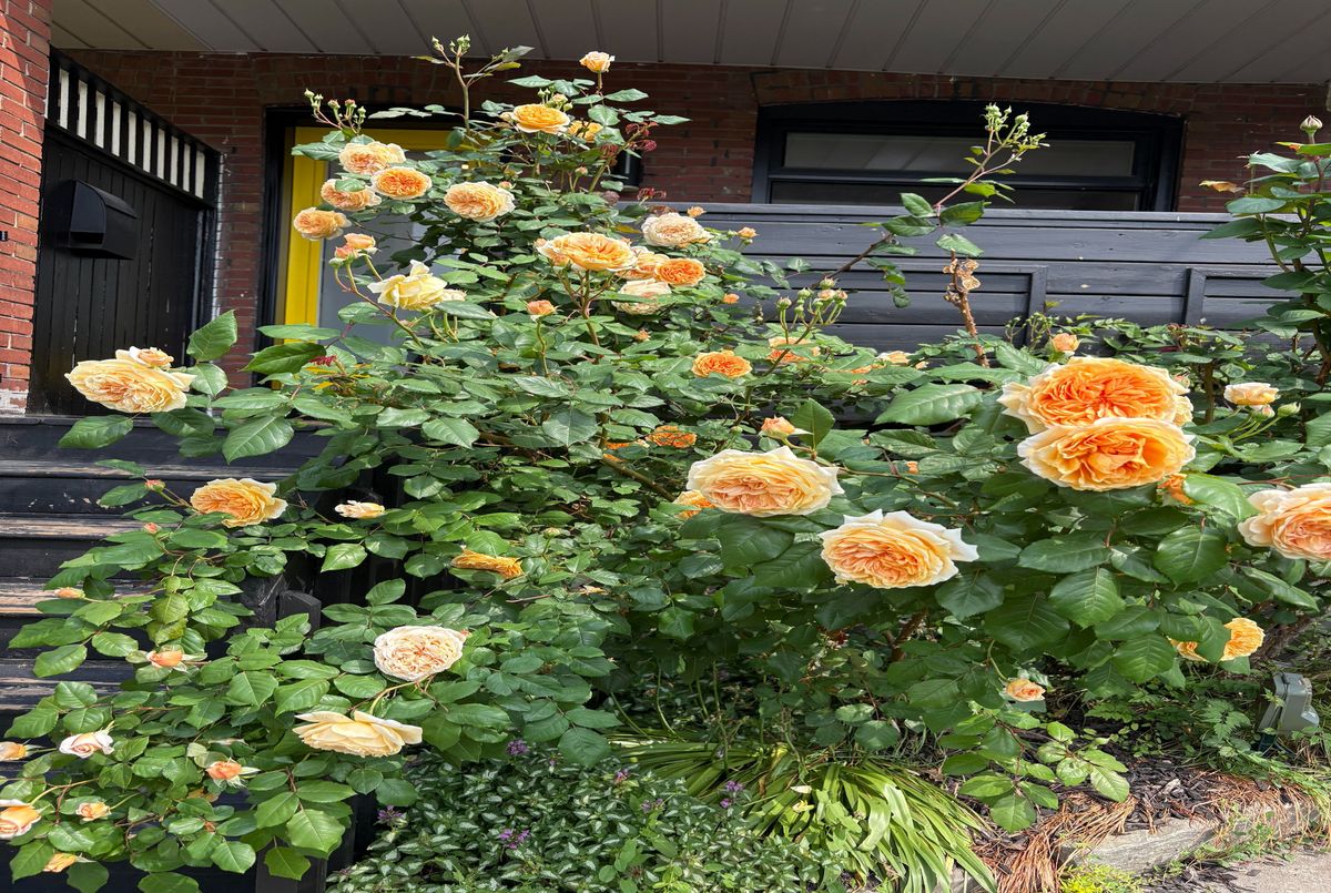 64 Chatham Avenue Toronto 64 Chatham Avenue Toronto