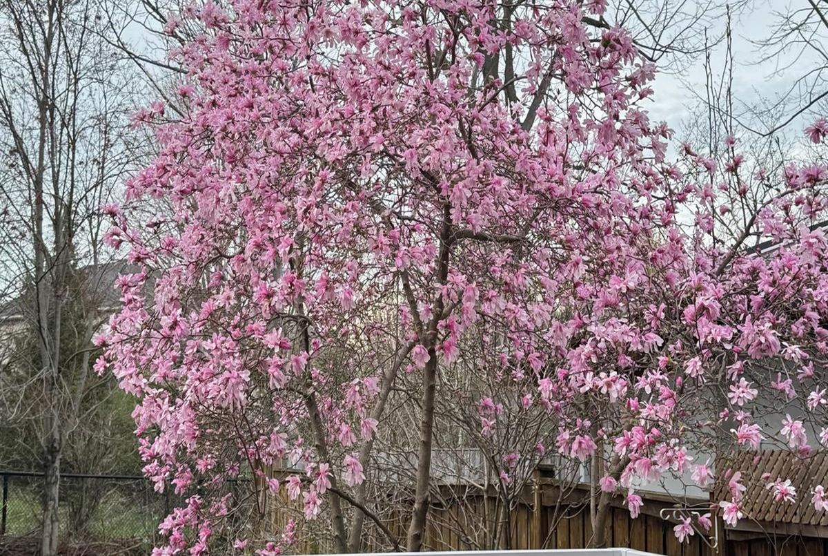 86 Eagle Peak Drive Richmond Hill 86 Eagle Peak Drive Richmond Hill