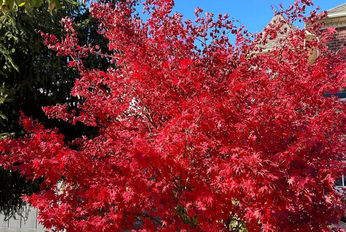 86 Eagle Peak Drive Richmond Hill 86 Eagle Peak Drive Richmond Hill